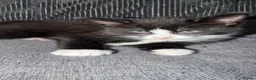 Mixed Breed cats for sale: Black female kitten  in Sheffield - Advert 5
