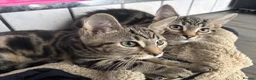 Mixed Breed cats for sale: 2 beautiful tabby kittens  - Advert 3