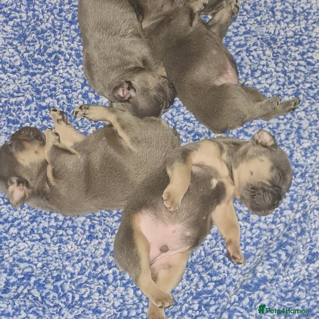 French Bulldog dogs for stud: Top Quality Stud RAMSGATE 🎯🎯 KC registered💣💣  in Ramsgate - Advert 14