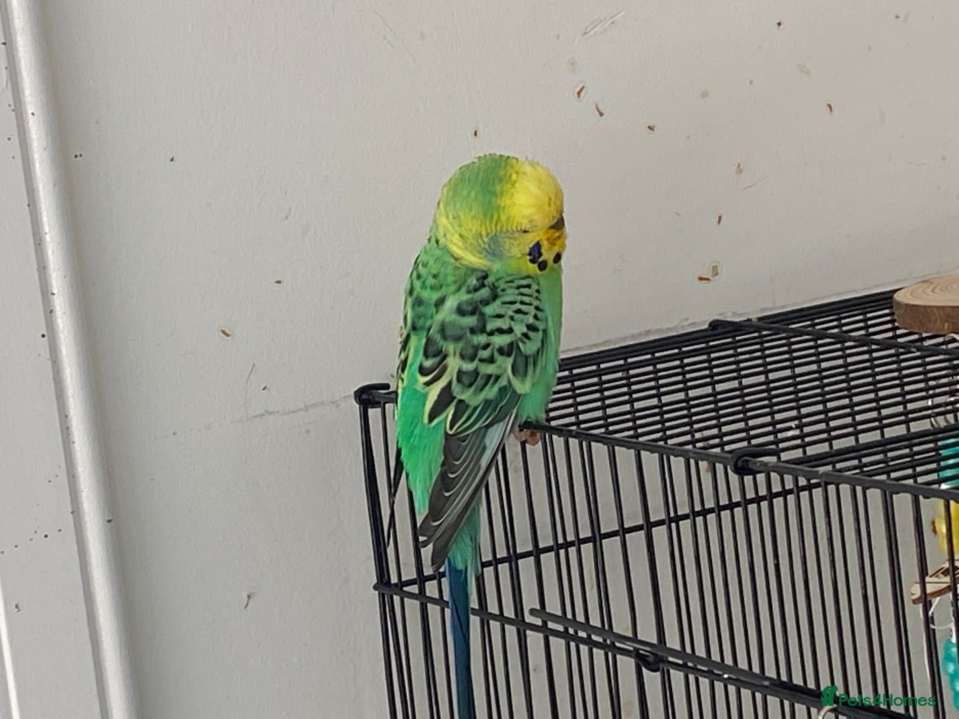Budgerigars birds Lovely Budgie & set up. Aviary/Flock Home Only - Advert 1