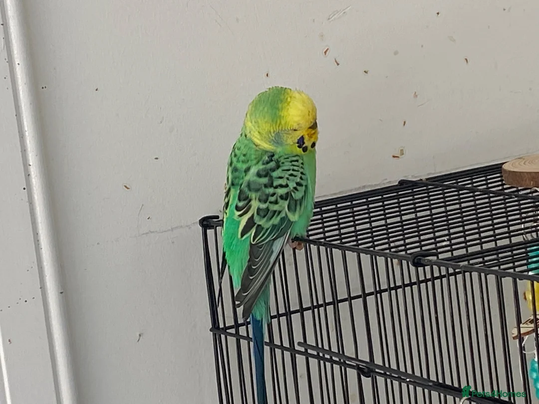 Budgerigars birds for sale: Lovely Budgie & set up. Aviary/Flock Home Only in Edinburgh - Advert 1
