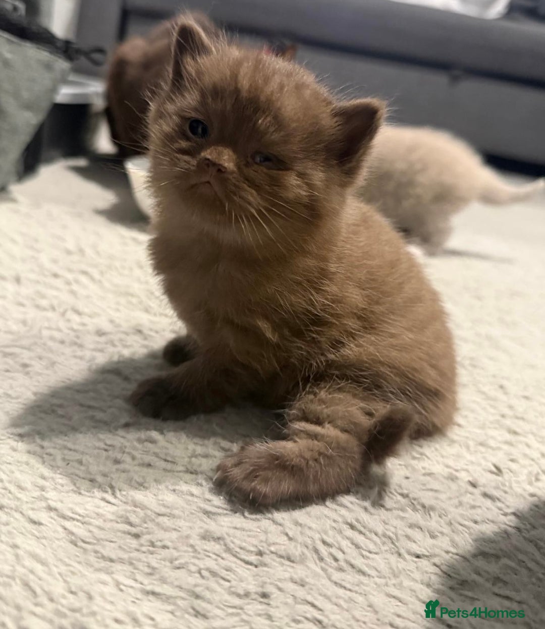 British Shorthair cats for sale: Charming British Shorthair Kittens - Image 6