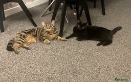 Domestic Shorthair cats for sale: Beautiful sisters looking for a new home  - Image 3