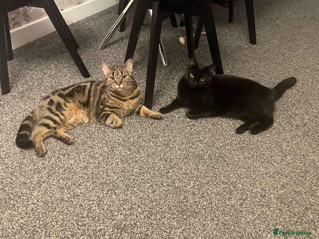 Domestic Shorthair cats for sale: Beautiful sisters looking for a new home  - Image 3