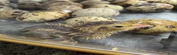 Quail poultry for sale: Coturnix Quail Chicks, Various Colours in Carmarthen - Advert 1