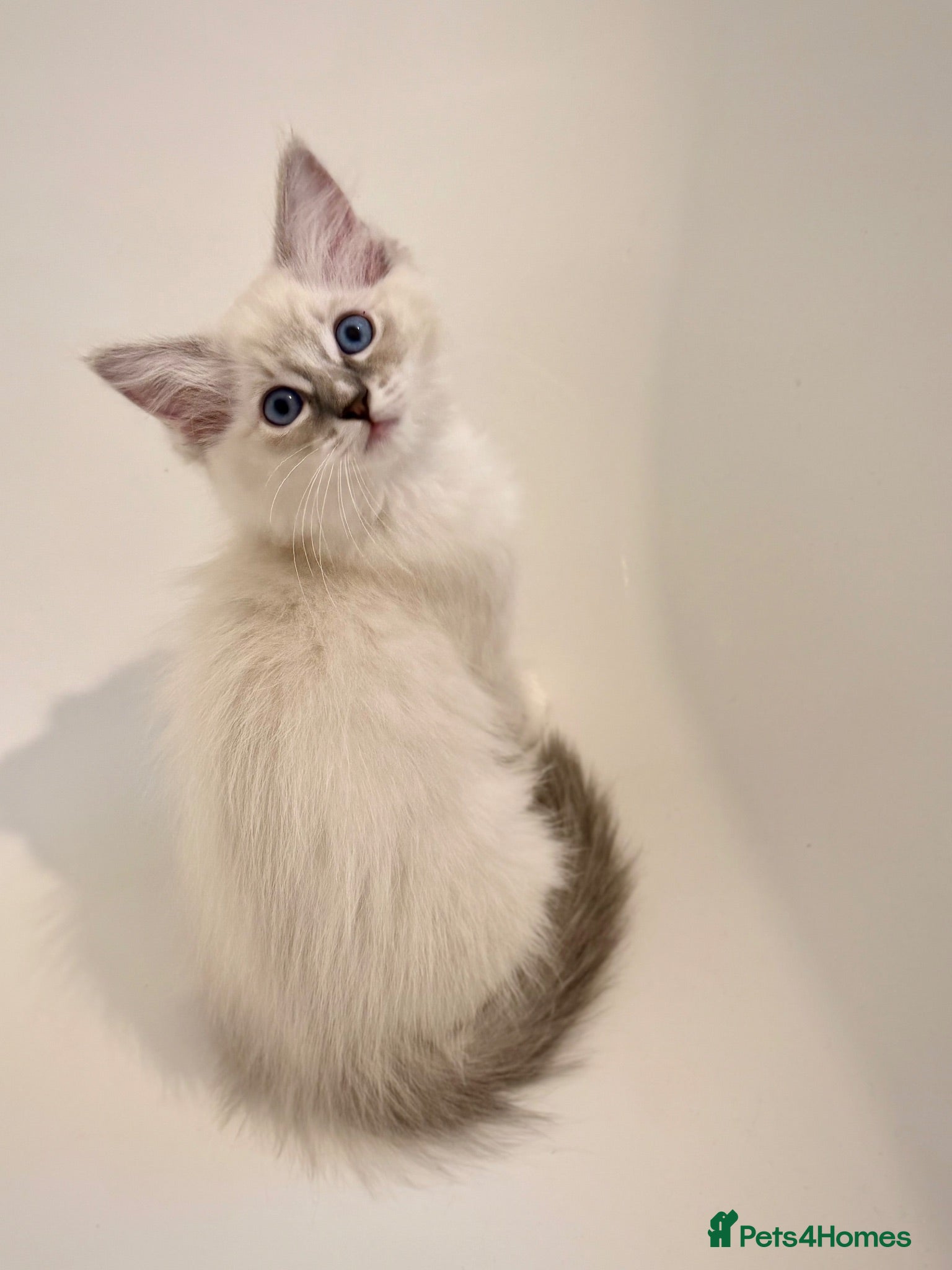 Ragdoll cats Beautiful Ragdoll Kittens 2 girls still available - Advert 2