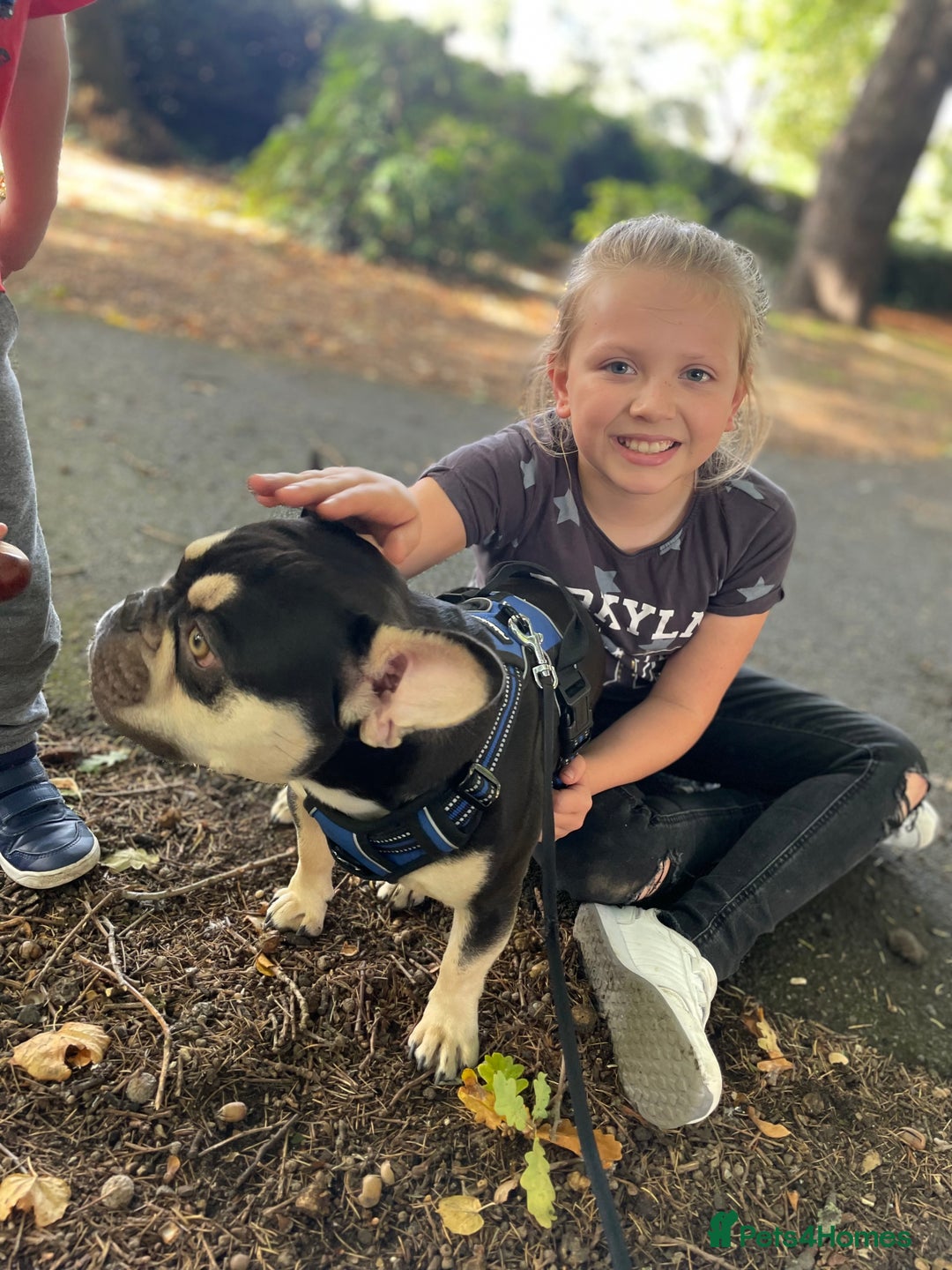 French Bulldog dogs for stud: Theo - Frenchie 4yr Old Boy Needing New Home - Advert 7