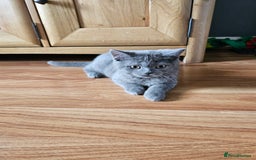 British Shorthair cats for sale: British shorthair kittens for sale.  - Image 1
