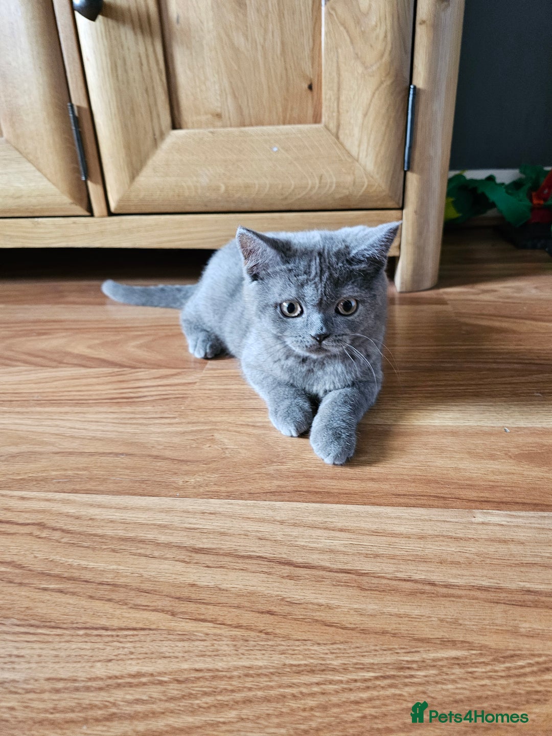 British Shorthair cats for sale: British shorthair kittens for sale.  - Image 1