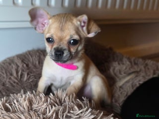 Chihuahua dogs CHIHUAHUA Puppies Ready To Go - Advert 12