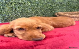 Cocker Spaniel dogs for sale: 🧡 Show Cocker Spaniel Puppy For Sale - Image 8