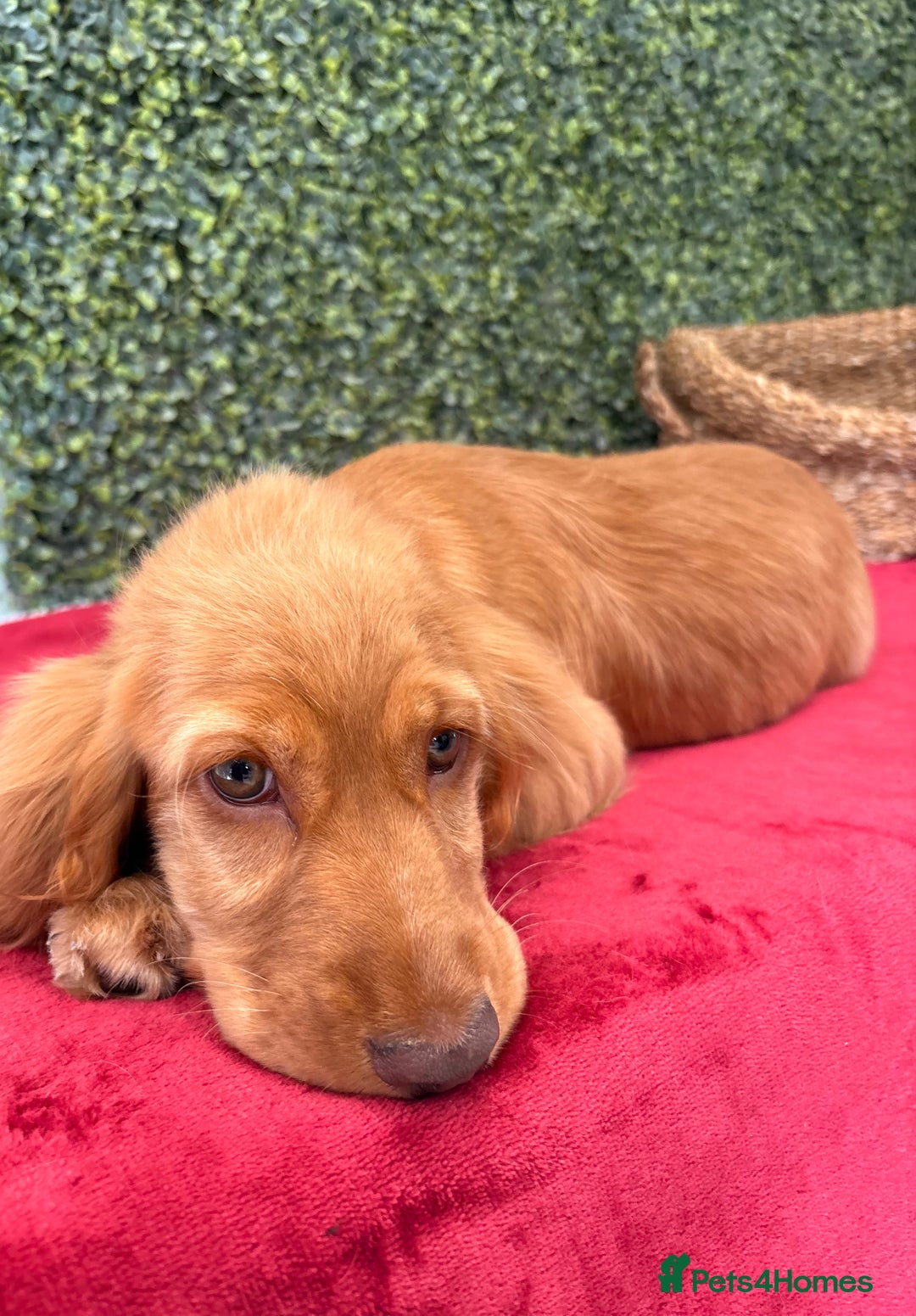 Cocker Spaniel dogs for sale: 🧡 Show Cocker Spaniel Puppy For Sale - Image 8