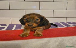 Miniature Dachshund dogs for sale: Full of champions!!! pra clear mini dachshunds in South Shields - Image 19