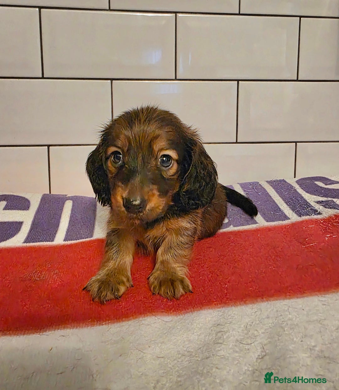 Miniature Dachshund dogs for sale: Full of champions!!! pra clear mini dachshunds in South Shields - Image 19