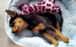 Jack Russell dogs for sale:  Friendly, playful and healthy 3yo Bella - Image 7