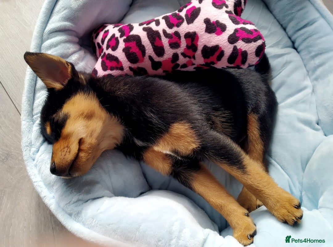 Jack Russell dogs for sale:  Friendly, playful and healthy 3yo Bella - Image 7
