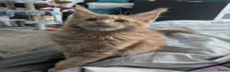 Maine Coon cats for sale: Red Mainecoon  - Advert 6