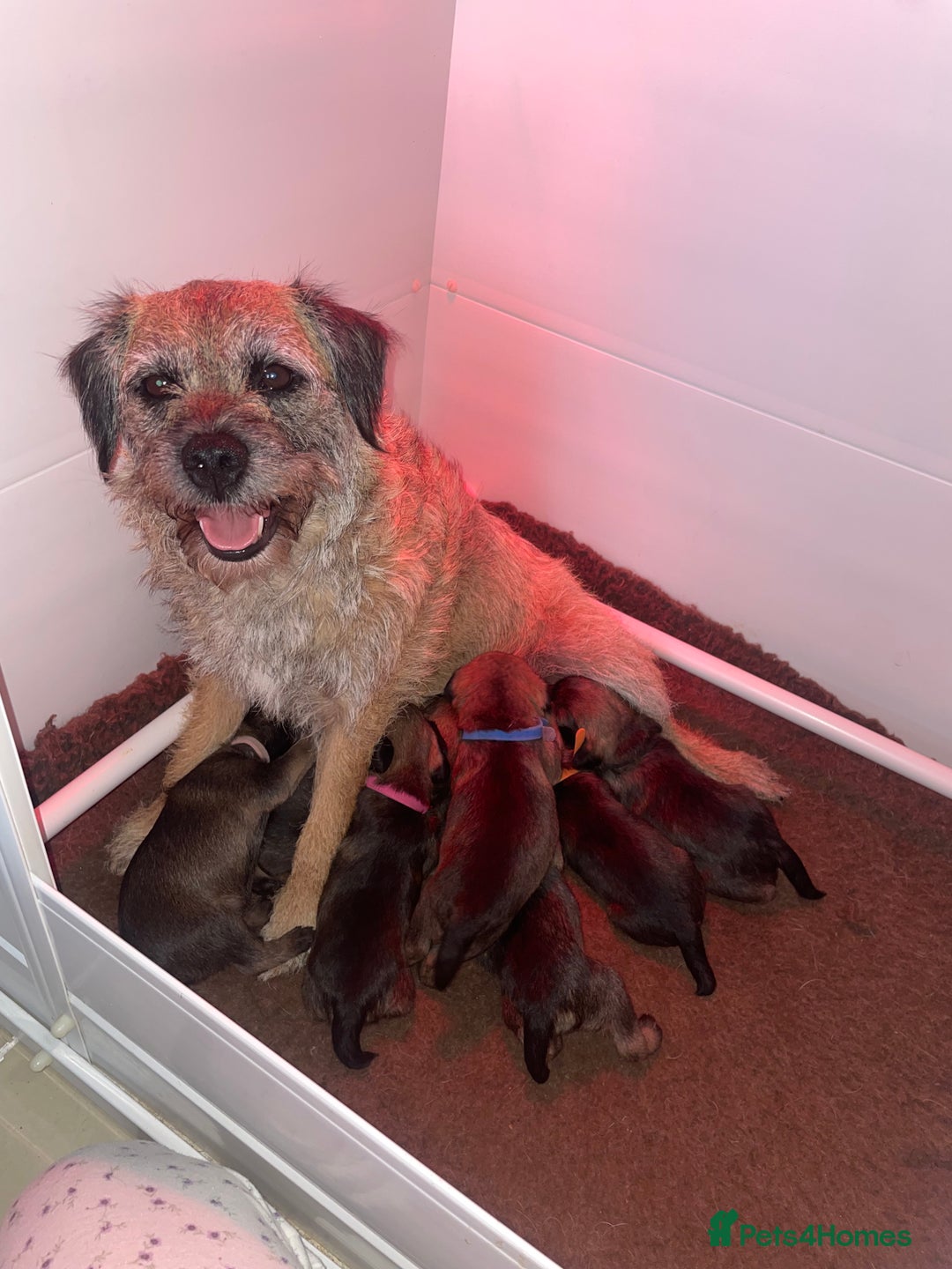 Border Terrier dogs for sale: Pedigree slem clear border terrier - Image 9