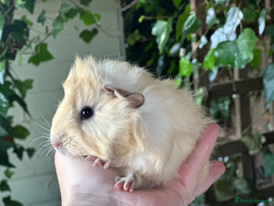 Guinea Pig rodents for sale: Girls - Advert 3