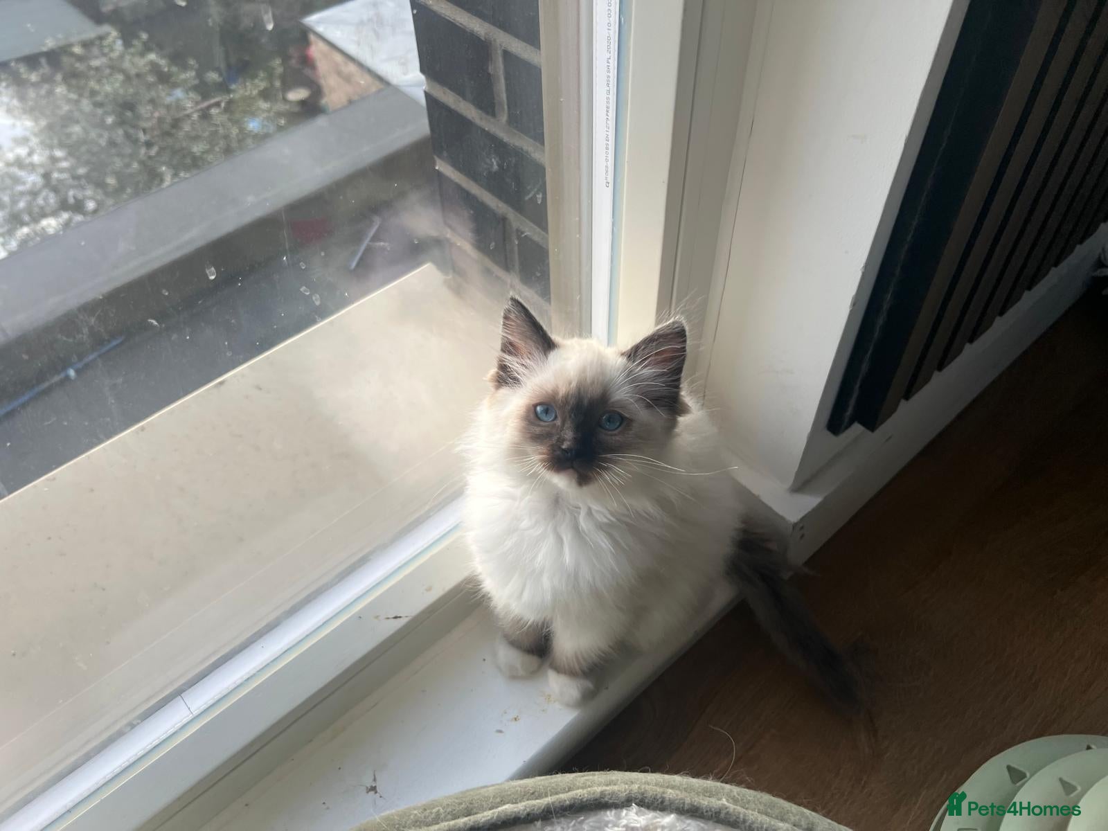 Ragdoll cats Beautiful Ragdoll Kittens, GCCF & Tica Registered - Advert 15