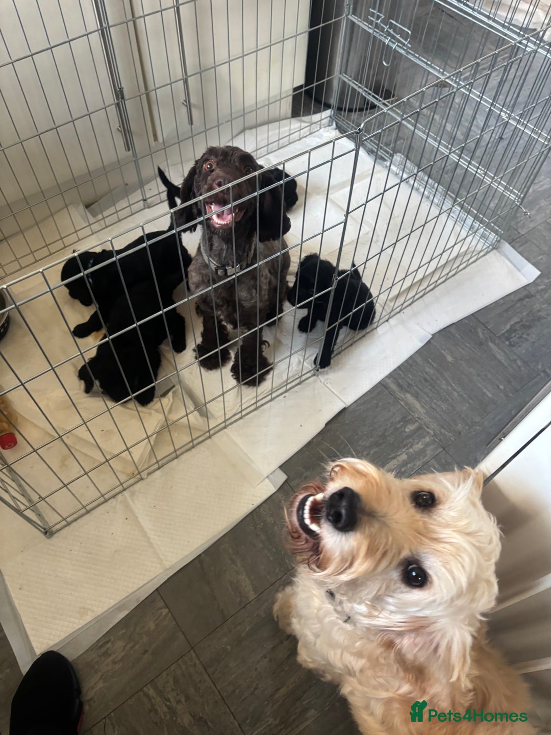 Cockapoo dogs for sale: F2 cockapoo puppies - Image 13