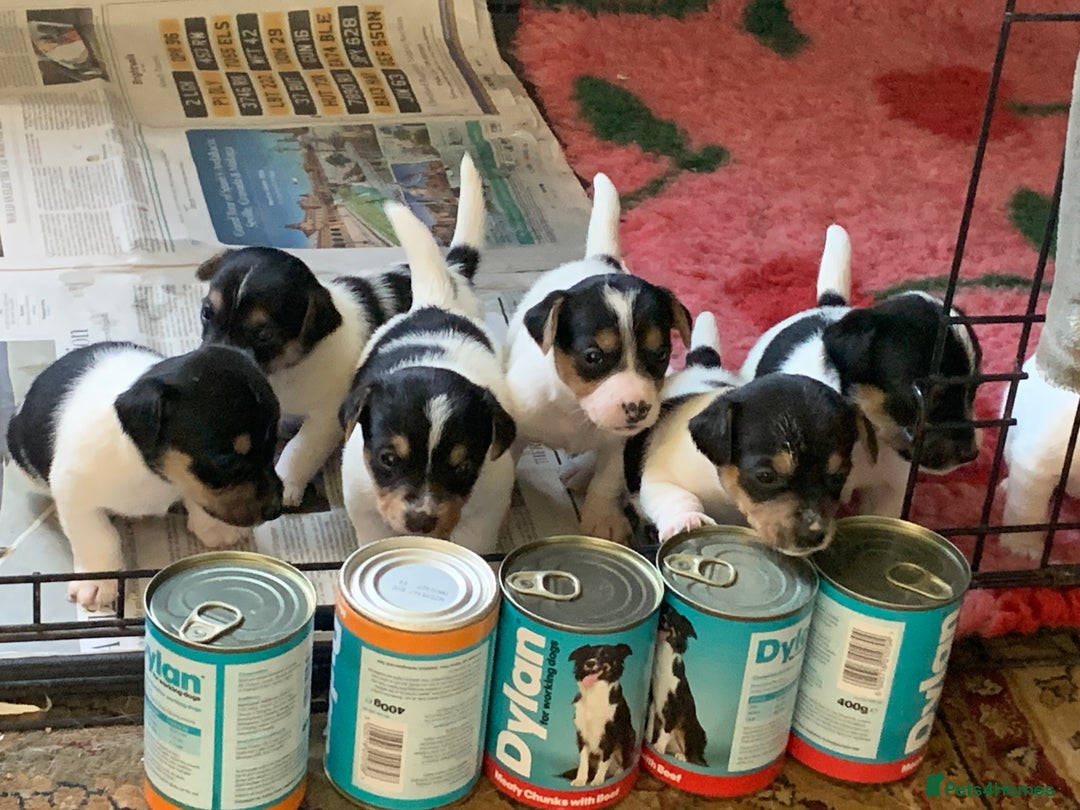 Jack Russell dogs for sale: Jack Russel puppies - Image 3