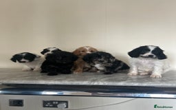 Cavapoo dogs for sale: Adorable Cavapoo puppies - Image 5