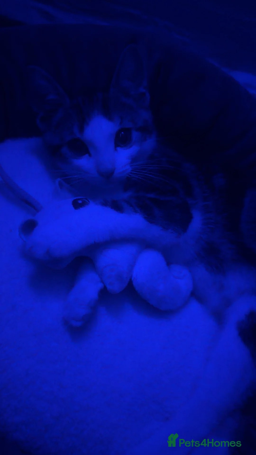 American Wirehair cats for sale: American wirehair kitten  - Advert 3