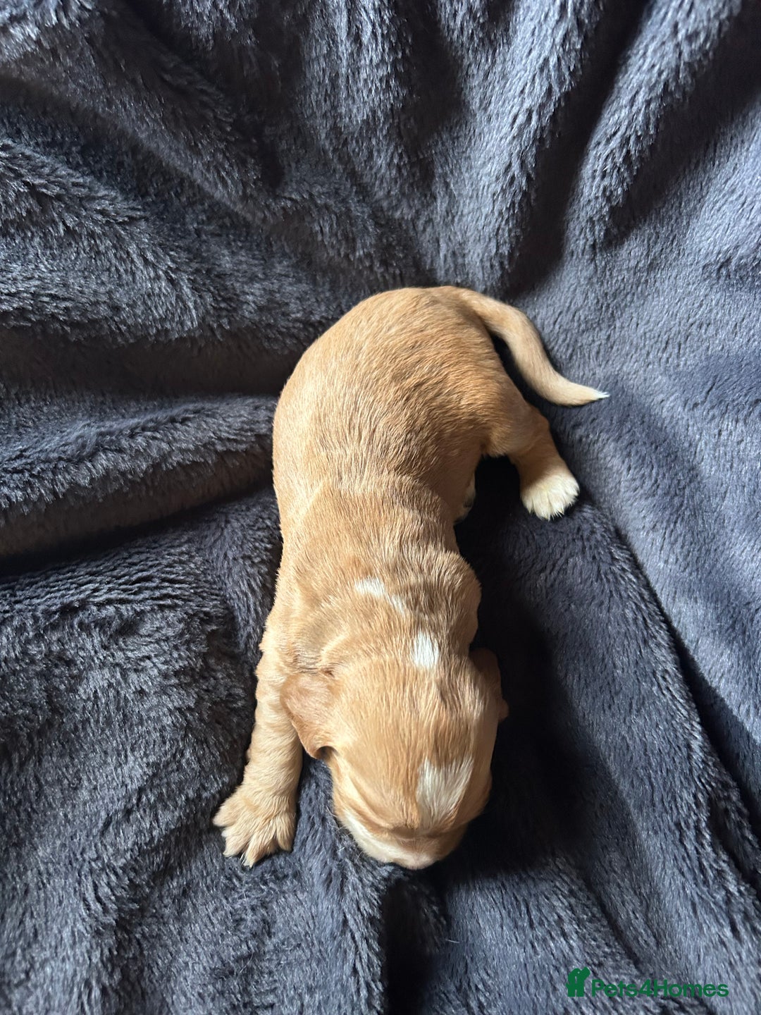 Cocker Spaniel dogs for sale: Kc reg cocker spaniels  - Advert 10