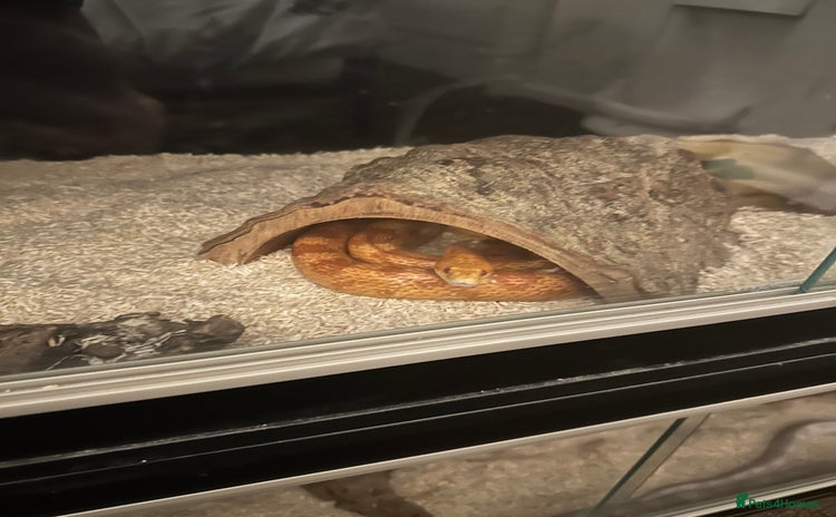Corn Snake reptiles - Advert 1