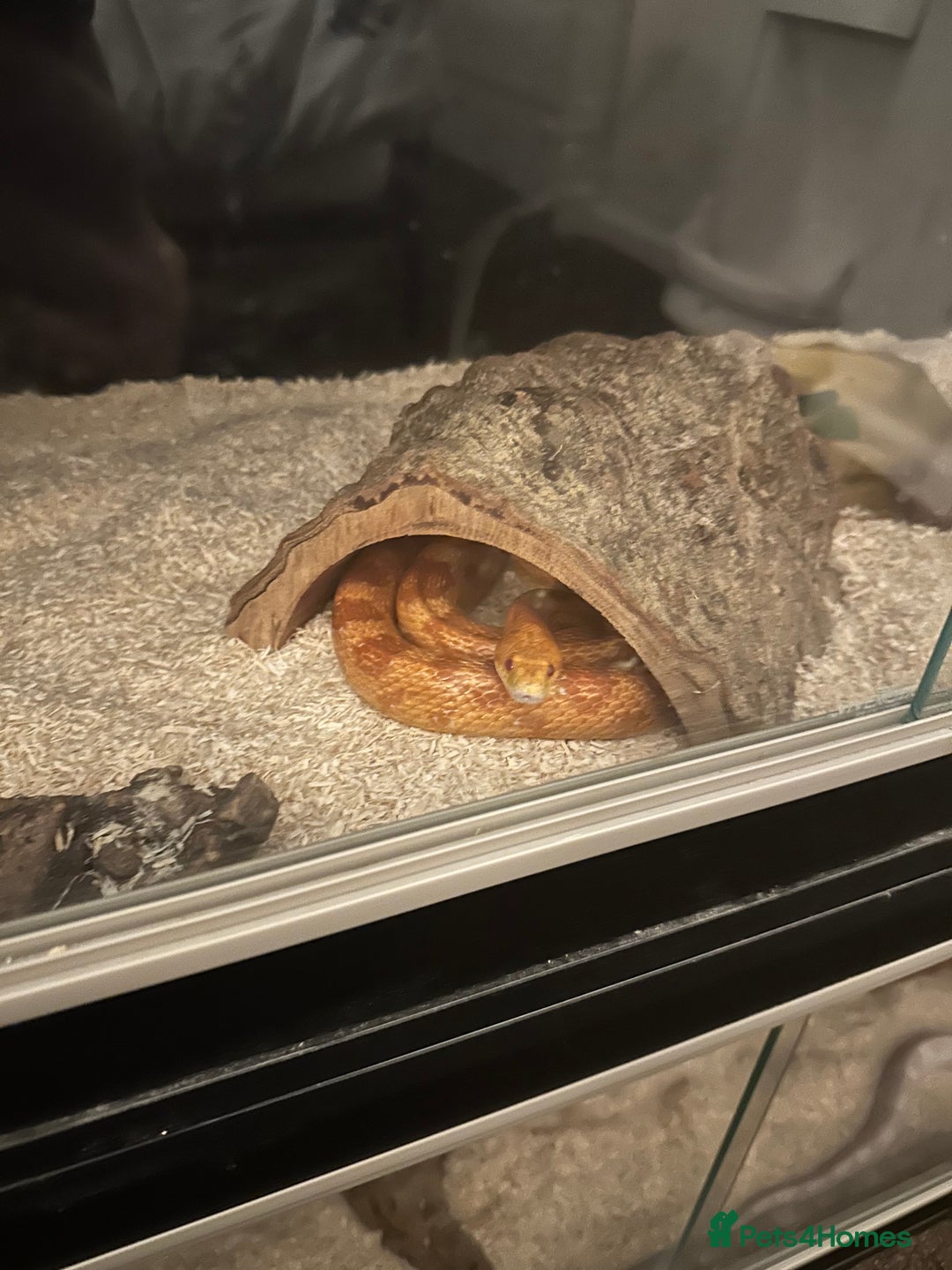 Corn Snake reptiles for sale: 2 albino corn snakes - Image 1