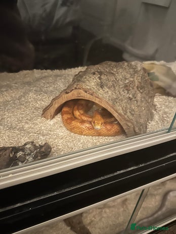 Corn Snake reptiles - Advert 1