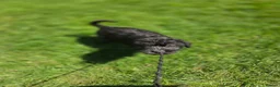 Lurcher dogs for sale: Deerhound Greyhound Collie/Bedlington  - Advert 21