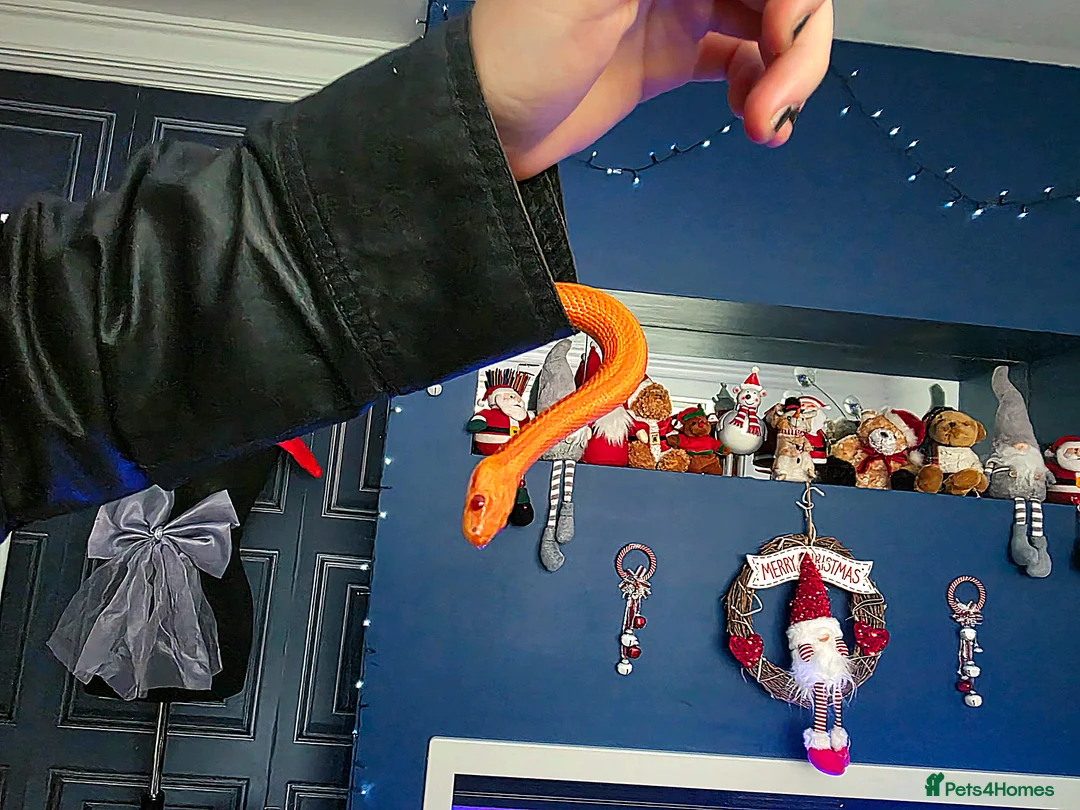 Corn Snake reptiles for sale: Pete- the Fire Stripe Cornsnake  in Nottingham - Advert 13