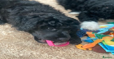 Portuguese Water Dog dogs - Advert 3