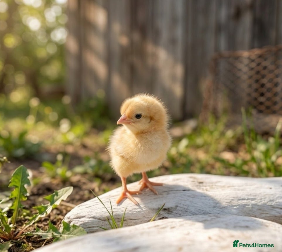 Chickens poultry Brahma x Warren Chicks  - Advert 2