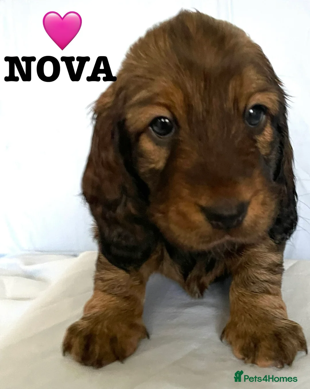 Dachshund dogs for sale: 5 KC Standard Long Hair Dachshunds - Advert 3