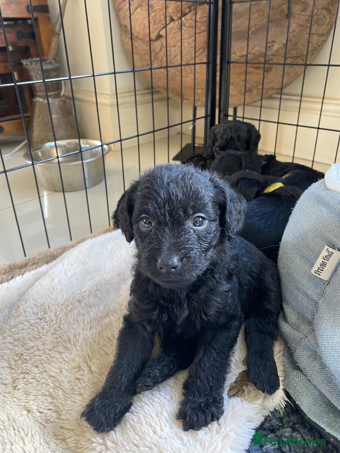 Mixed Breed dogs for sale: 3/4 patterdale 1/4 staffy x cavapoo pups - Image 9
