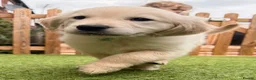Golden Retriever dogs for sale: Benny is looking for a new home  in Doncaster - Advert 5