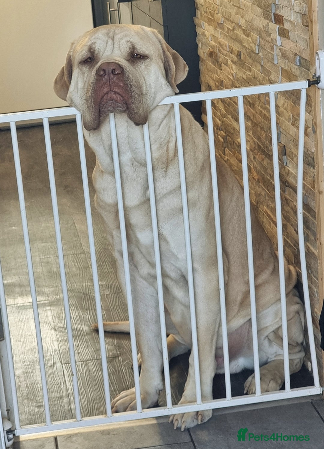 Mixed Breed dogs for sale: Central asian shepard cross - Image 5