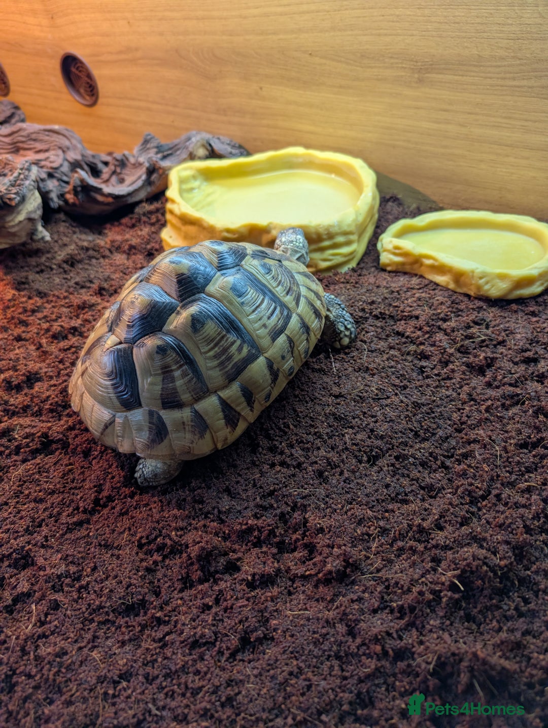 Tortoise reptiles for sale: 22 year old female tortoise and 4fy viv - Image 3