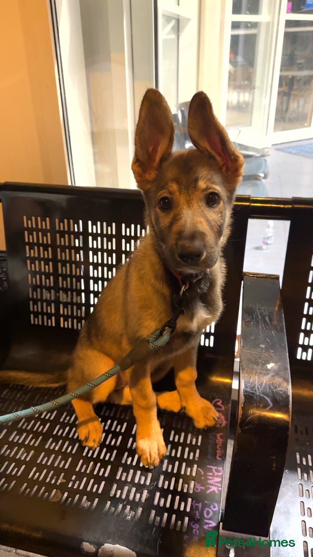 Mixed Breed dogs for sale: Kara  - Image 4