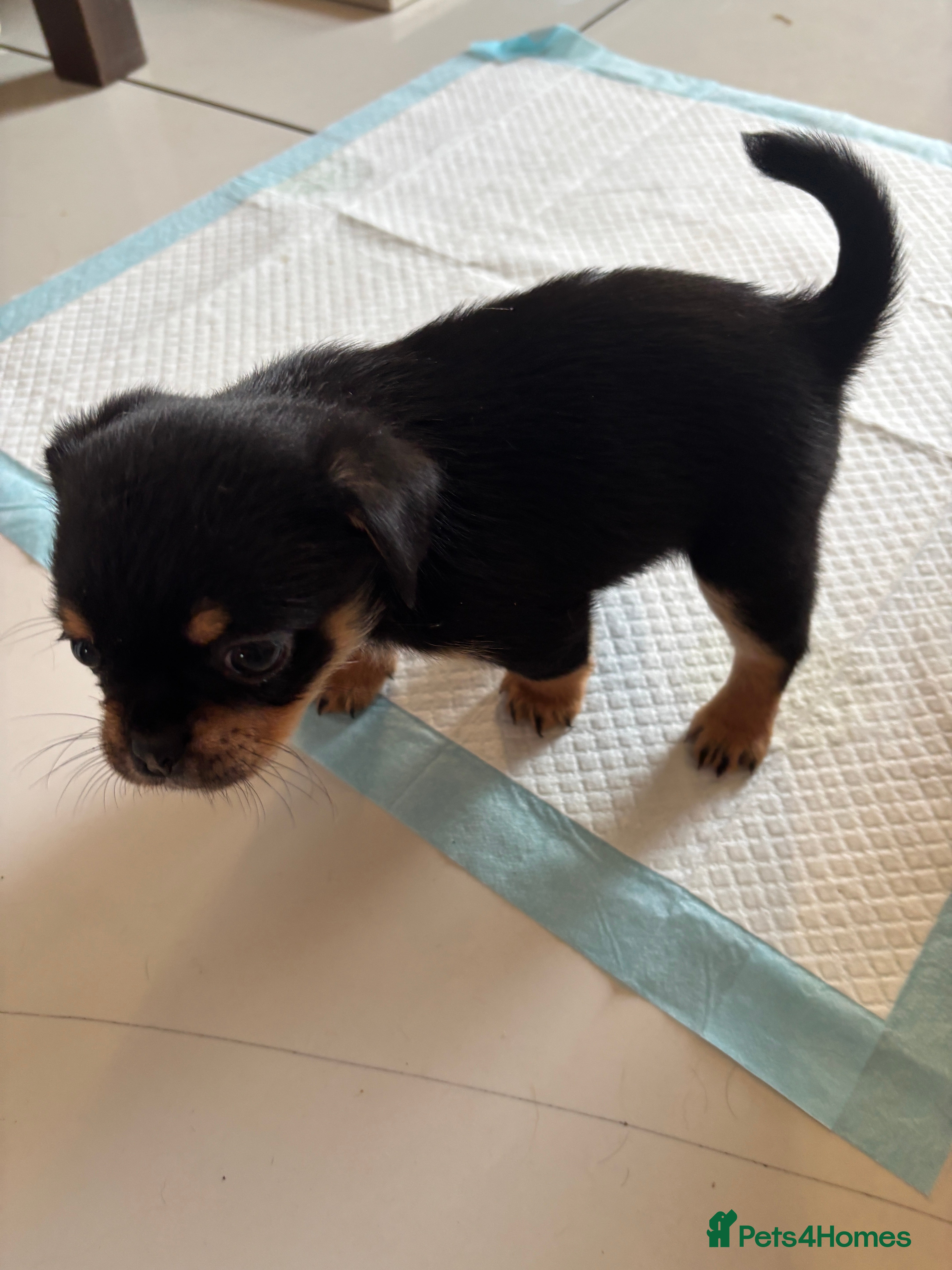 Mixed Breed dogs 6 little adorable small breed puppies, southampton - Advert 2