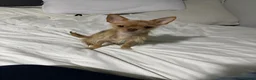 Chorkie dogs for sale: Chorkie dog  - Advert 4