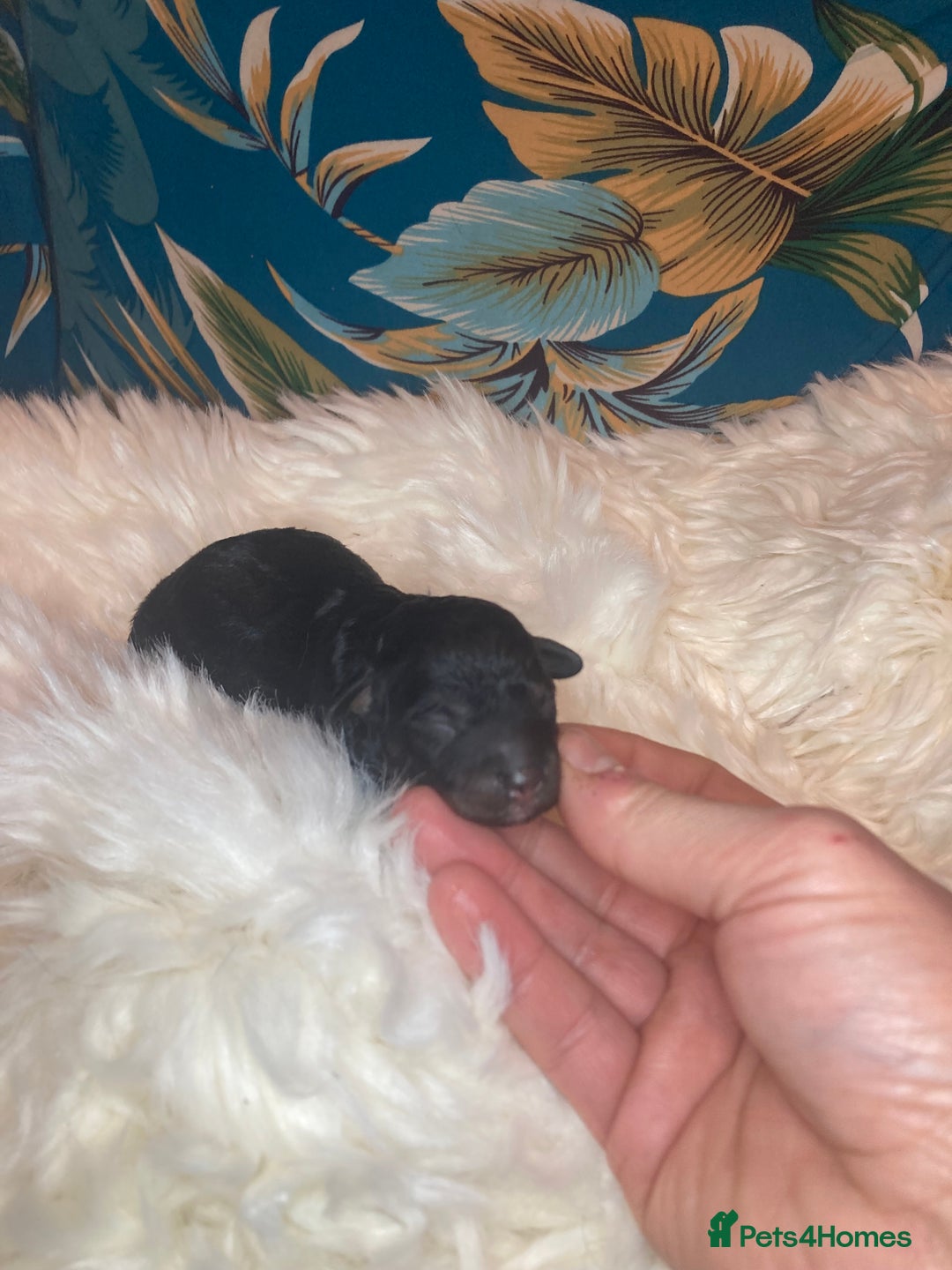 Cavapoo dogs for sale: Stunning toy cavapoo puppies  - Advert 7