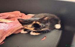Sphynx cats for sale: Sphinx x dsh - Image 4