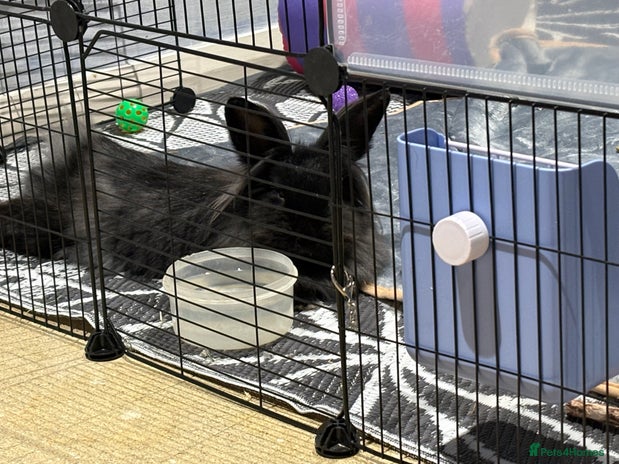 Mixed Breed rabbits Female rabbit for rehoming - Advert 1