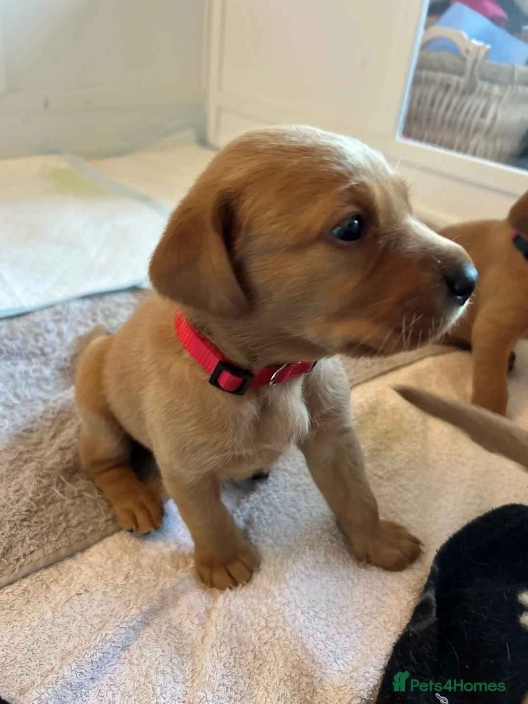 Labrador Retriever dogs for sale: KC Fox Red Labrador Retriever Puppies - Advert 8