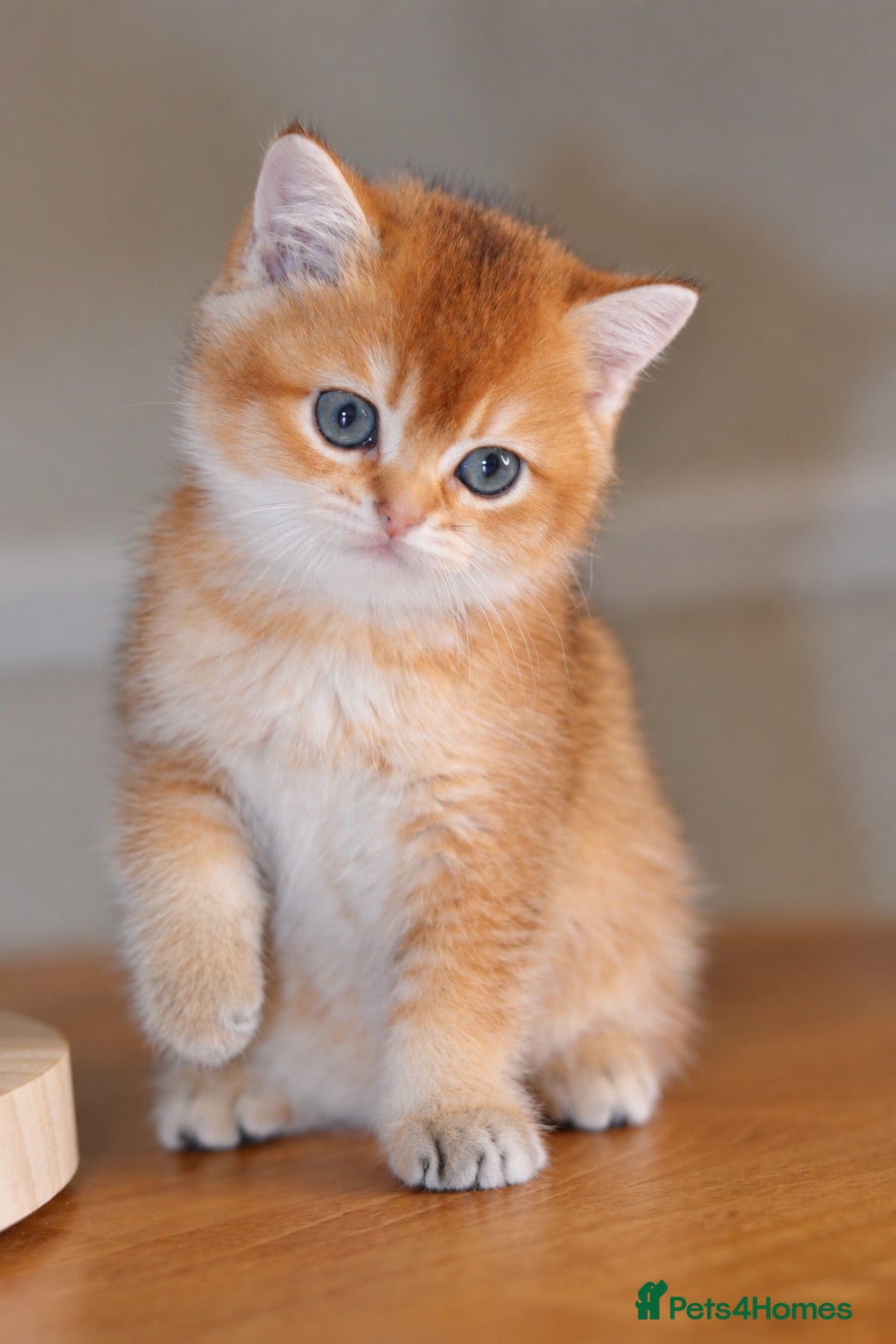 British Shorthair cats GCCF/TICA Stunning Golden BSH/BLH Kittens - Advert 2