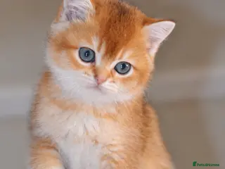 British Shorthair cats GCCF/TICA Stunning Golden BSH/BLH Kittens - Advert 2